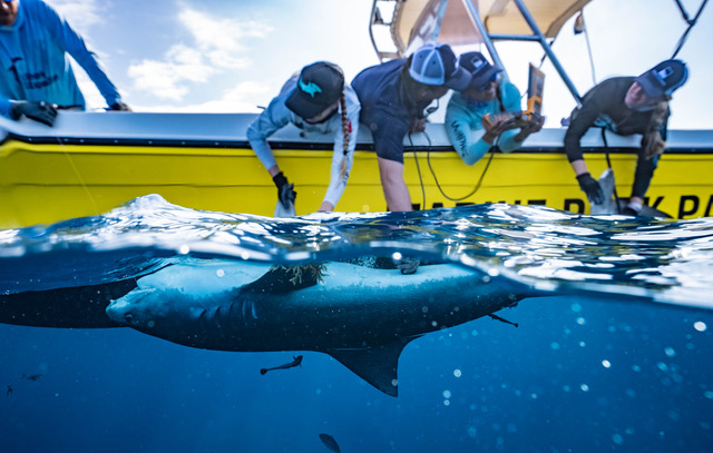Expedition on the Saba Bank to enhance tiger shark protection