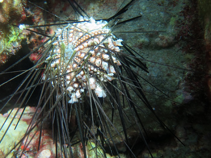 Long-spined sea urchins: not trouble but in trouble