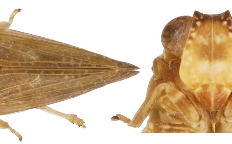 Scientists Discover Entirely New Insect Genus and Species on Curaçao, Aruba and Bonaire