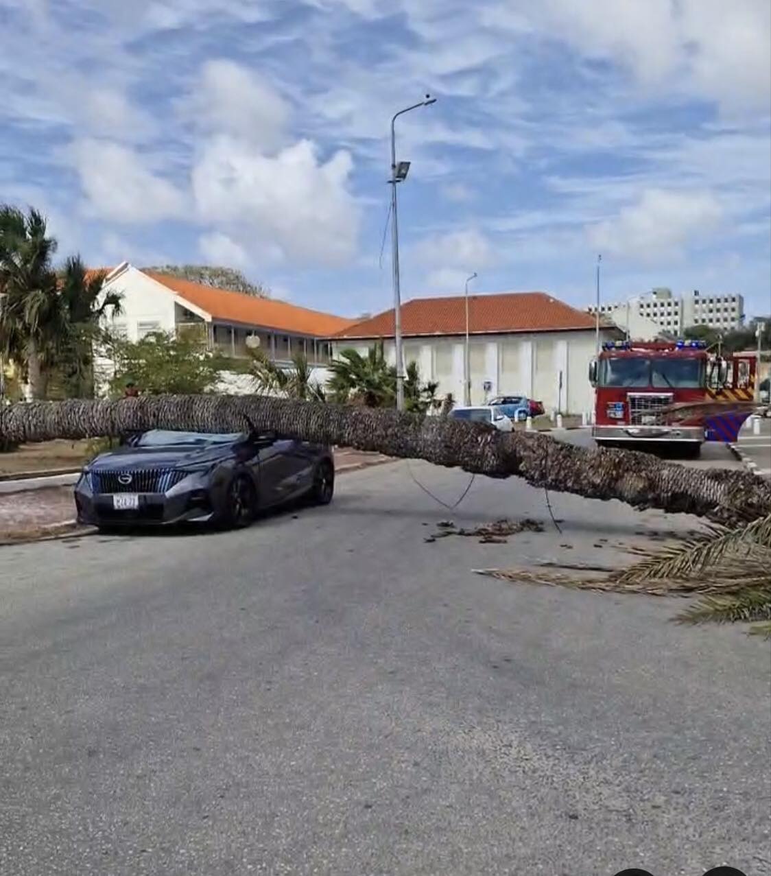 Driver Escapes Injury After Palm Tree Falls on Parked Car in Pietermaai