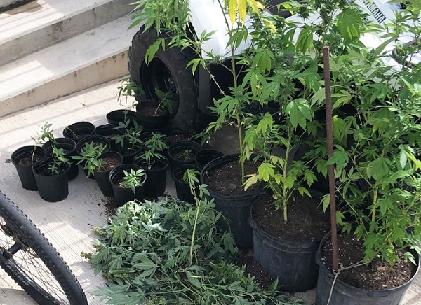 Request for survey on harmonization soft drugs policy, regulations