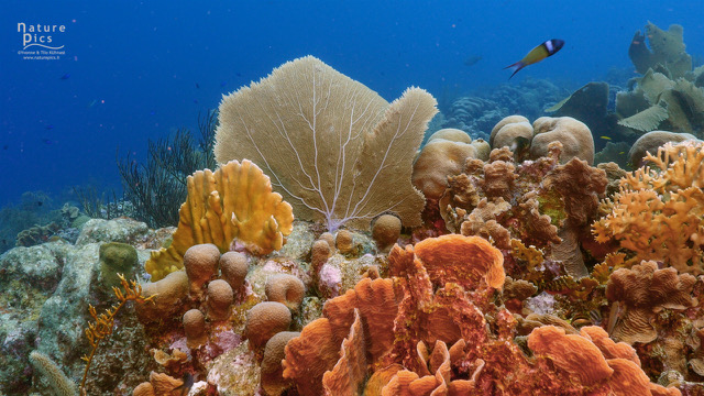 Sea Urchins and Crabs Offer Hope for Coral Reef Restoration in the Caribbean