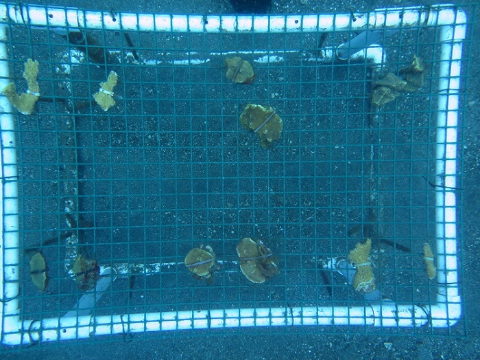 Saba: Relocation corals at new harbor site is a meticulous process