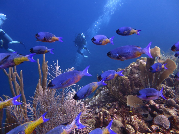 UN High Seas Biodiversity Treaty Enters into Force, Offering New Protections for Global and Caribbean Oceans