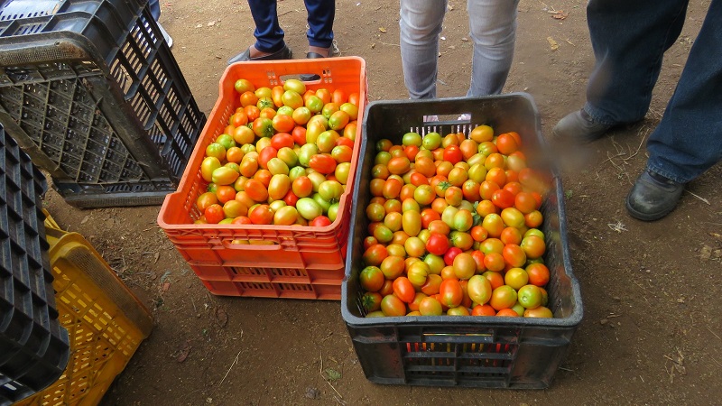 GMN ministry combats waste in the agricultural sector