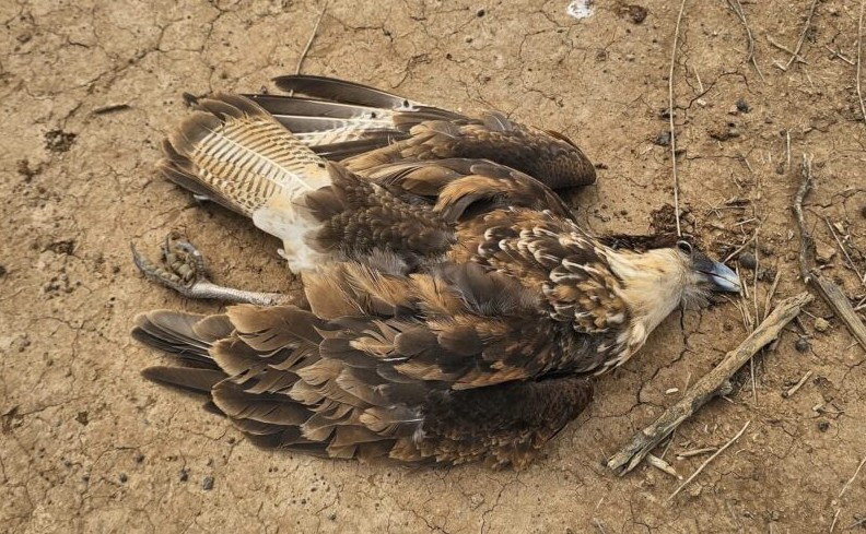 GMN Warns Against Poison Use After Six Dead Caracaras Found