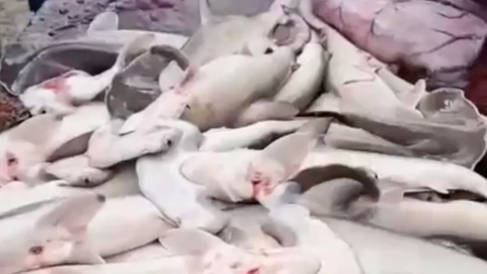 Pregnant Hammerhead Shark Dies After Becoming Trapped in Fishing Net Near Lagun