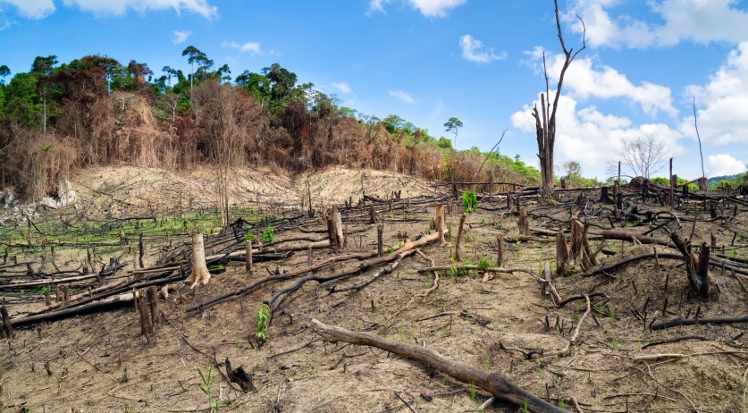 Netherlands joins call to end deforestation by 2030 at COP26