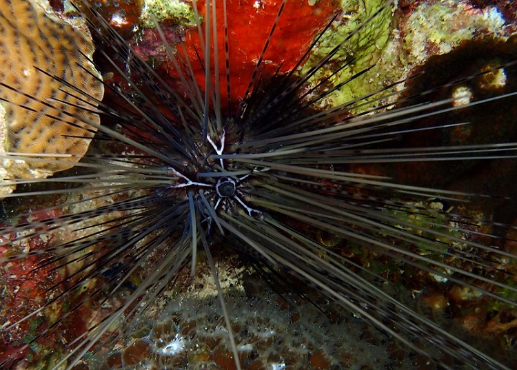 Caribbean experts join forces for sea urchin restoration