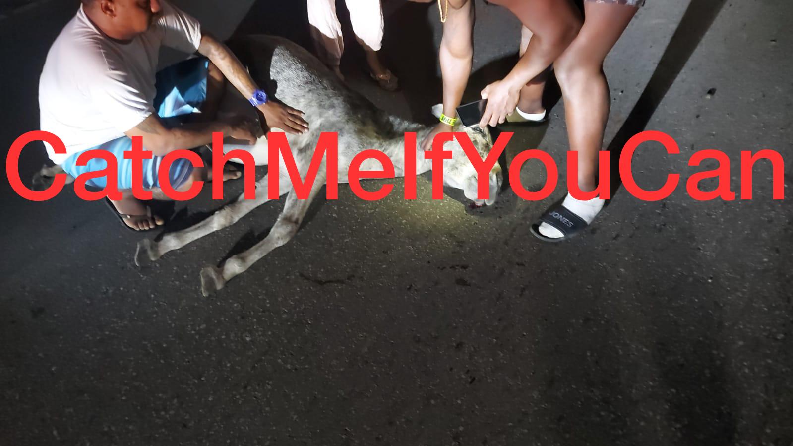 Stray donkeys cause chaos on the road