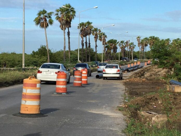 Maintenance work underway on Washingtonia palms along Pater Eeuwensweg