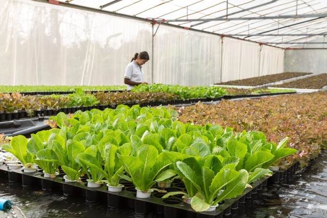 A sustainable future for Curaçao thanks to investors in Bon Hydroponics