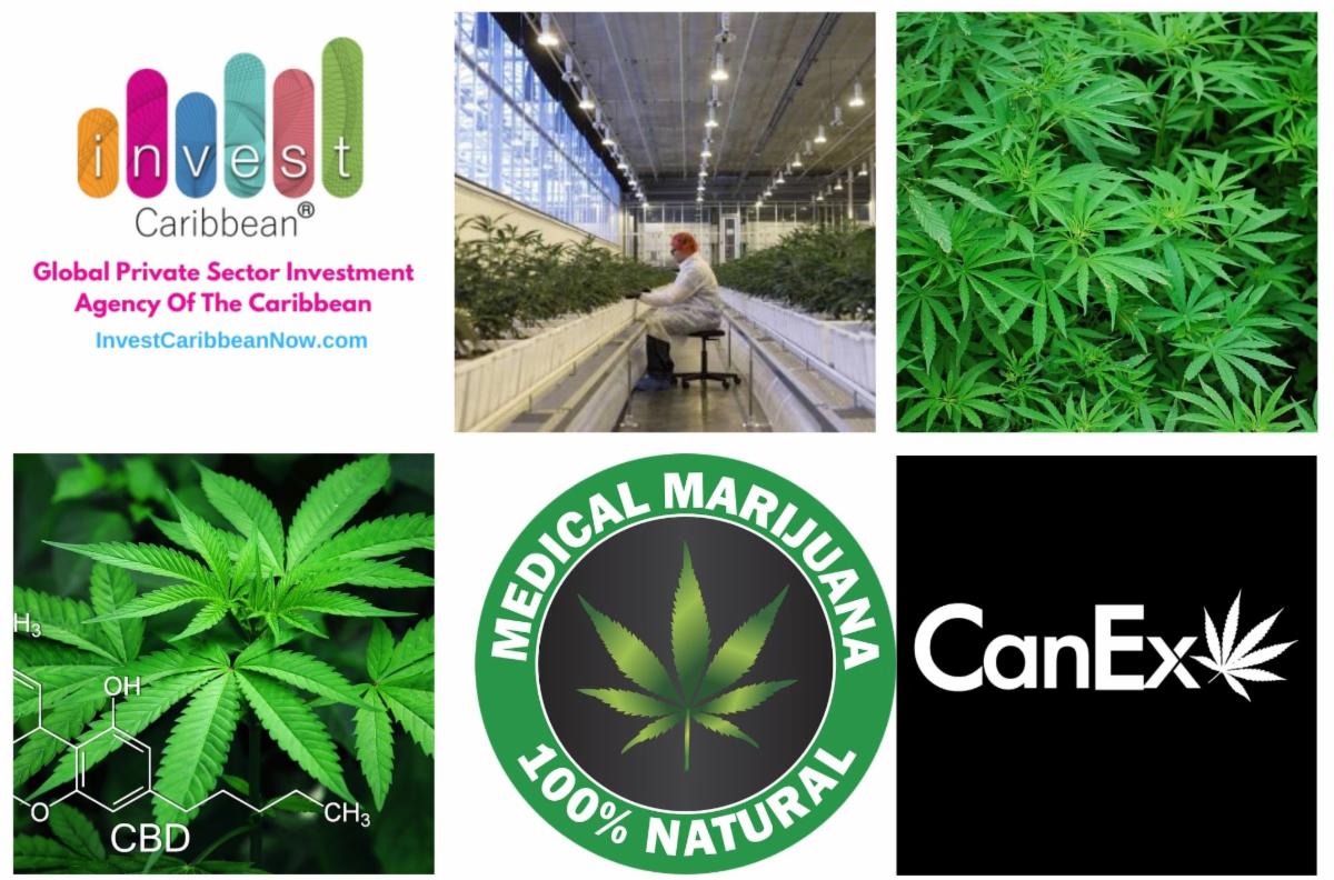 Invest Caribbean partners With CanEx Capital Connection ﻿to boost financing in the cannabis sector
