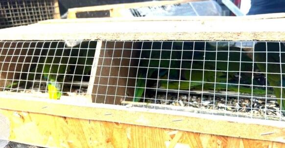 Coast Guard Curaçao intercepts boat with exotic animals