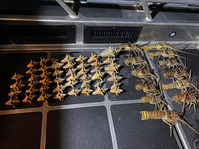 Fishing for stunted lobsters and 