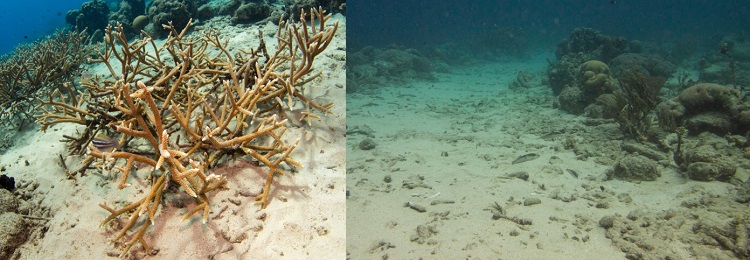 Coral restorations at Marie Pampoen disappeared and damaged