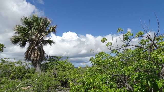 Evaluation of vegetation development on the Dutch Caribbean islands