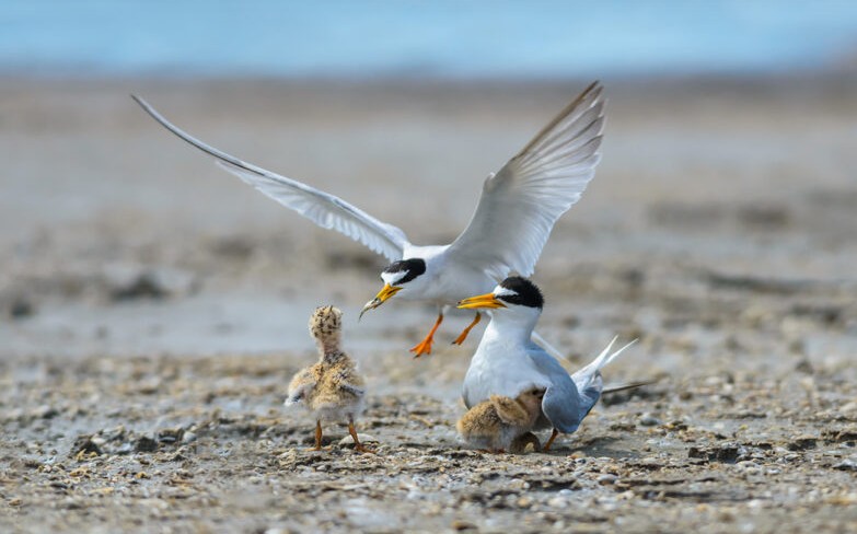 Koraal Tabak to Press Charges Against Visitors Disturbing Protected Seabird Nesting Area