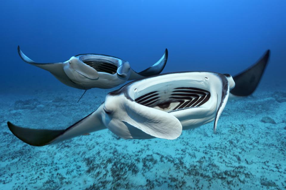 Citizen scientists needed to identify local manta and devil rays
