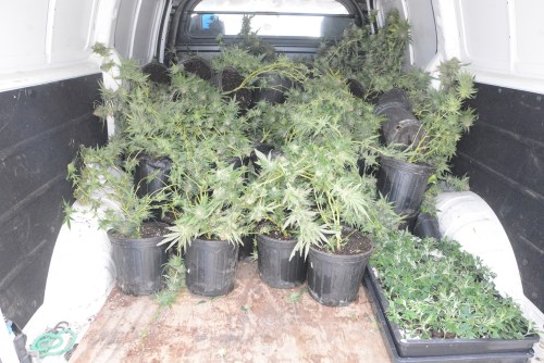 Large marijuana plantation in Cabo Verde