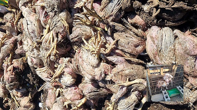 Hundreds of chickens and chicks killed by dogs