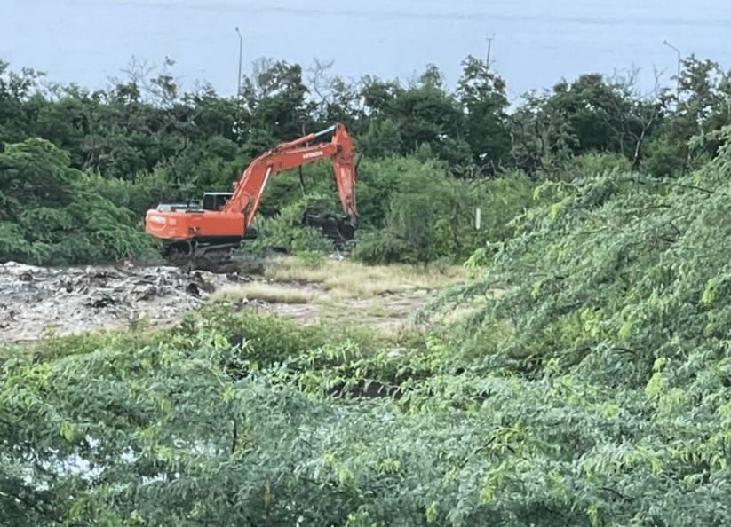 Ongoing destruction of mangrove forests in Koredor raises alarm