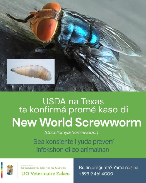 Curaçao Issues Alert Over New World Screwworm Threat Following First Texas Case