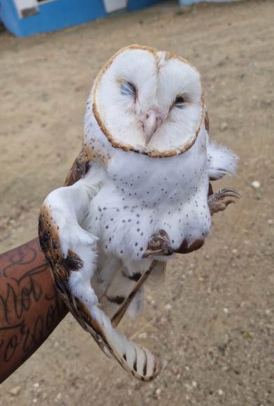 GMN Investigates Cases of Birds Unable to Fly