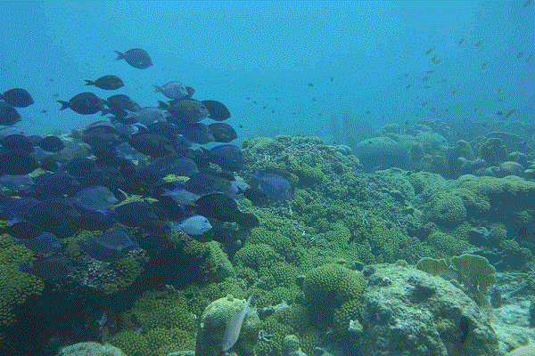Coral reef at Boca disappeared