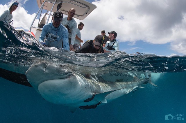 Week-long Shark Research to be Conducted in St. Maarten Waters