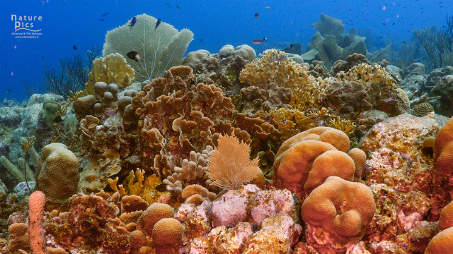 Sunscreen increases the damaging effects of climate change on coral reefs