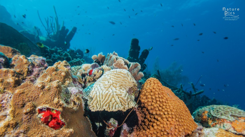 Blue Marine Foundation launches new partnership with Dutch Caribbean Nature Alliance