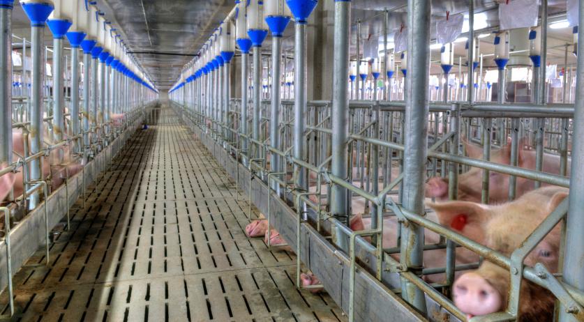 Netherlands gets EU go-ahead to buy out major nitrogen emitters in agriculture: report