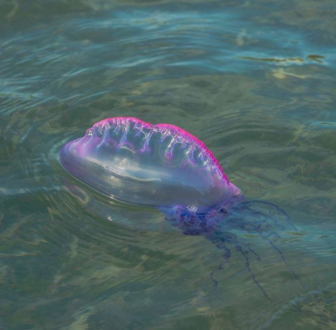 Alert: Portuguese-man-of-war (type of stinging jellyfish) along Curacao's leeward and windward shores