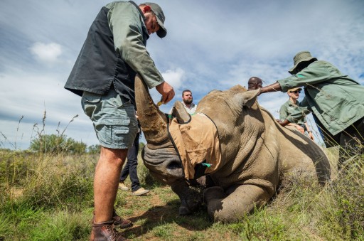 Curaçao-Born Conservationist Helps Lead Major Rhino Protection Efforts in South Africa