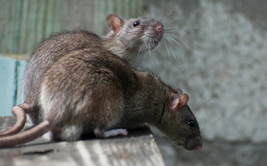 Information session on pest control to be held in Janwé amid rising complaints