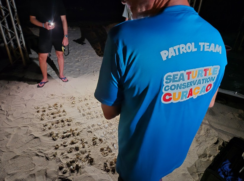 Unique Turtle Hatching Experience at Sandals Curaçao