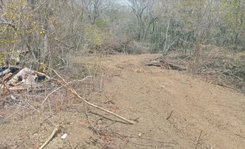Protected Savonet Nature Area Damaged After Large Section of Forest Cleared
