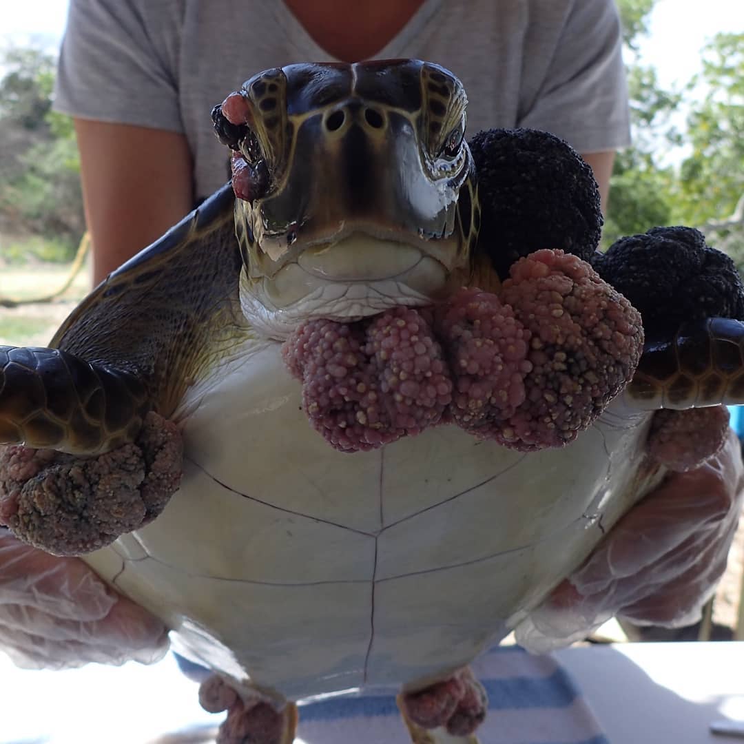 Tumors discovered at turtles Caracas Bay