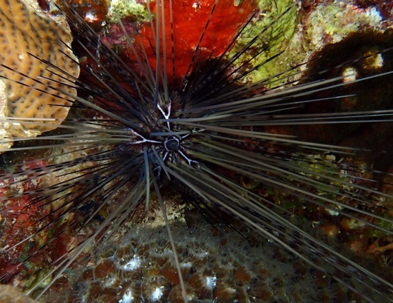 Sea Urchin Restoration Workshop to Support Coral Reef Recovery