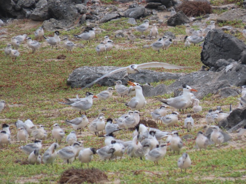 Klein Curaçao Records Promising Seabird Breeding Season with New Nesting Species
