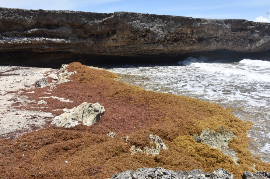 Growing sargassum invasion raises concerns for Curaçao’s marine life and protected coastlines