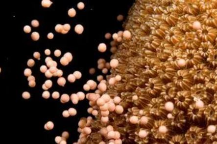 Coral spawning predictions for Curaçao and the Southern Caribbean