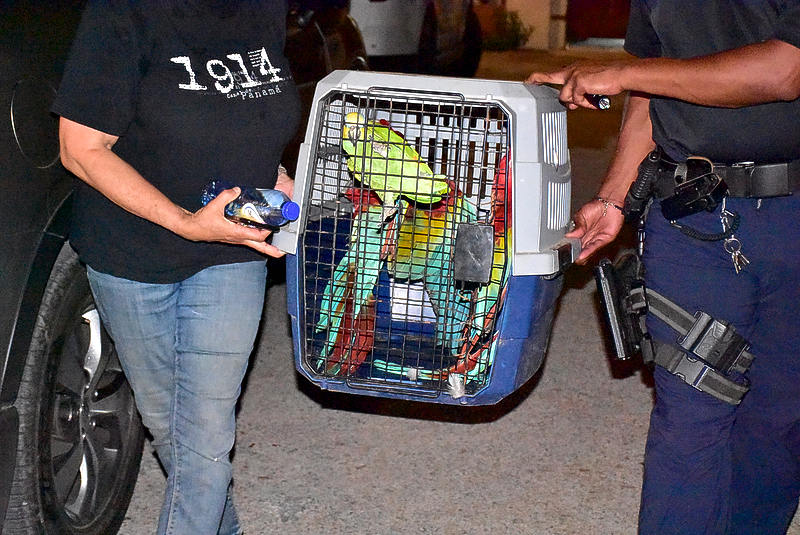 Danger of bird flu in Curaçao