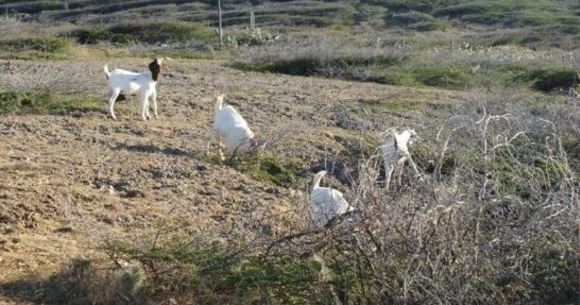 Increase in goat and meat theft in Bándabou