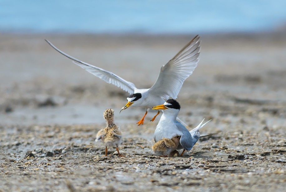 Breeding Season Begins at Koraal Tabak: Call for Protection of Terns