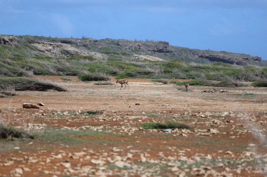 Second City Nature Challenge on Curaçao Maps More Than 1,000 Species Again