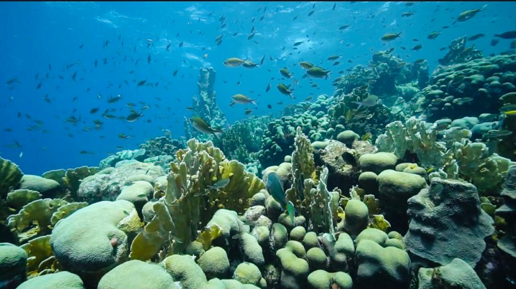 Special screenings of unique documentary ‘Curaçao Underwater Kunuku’