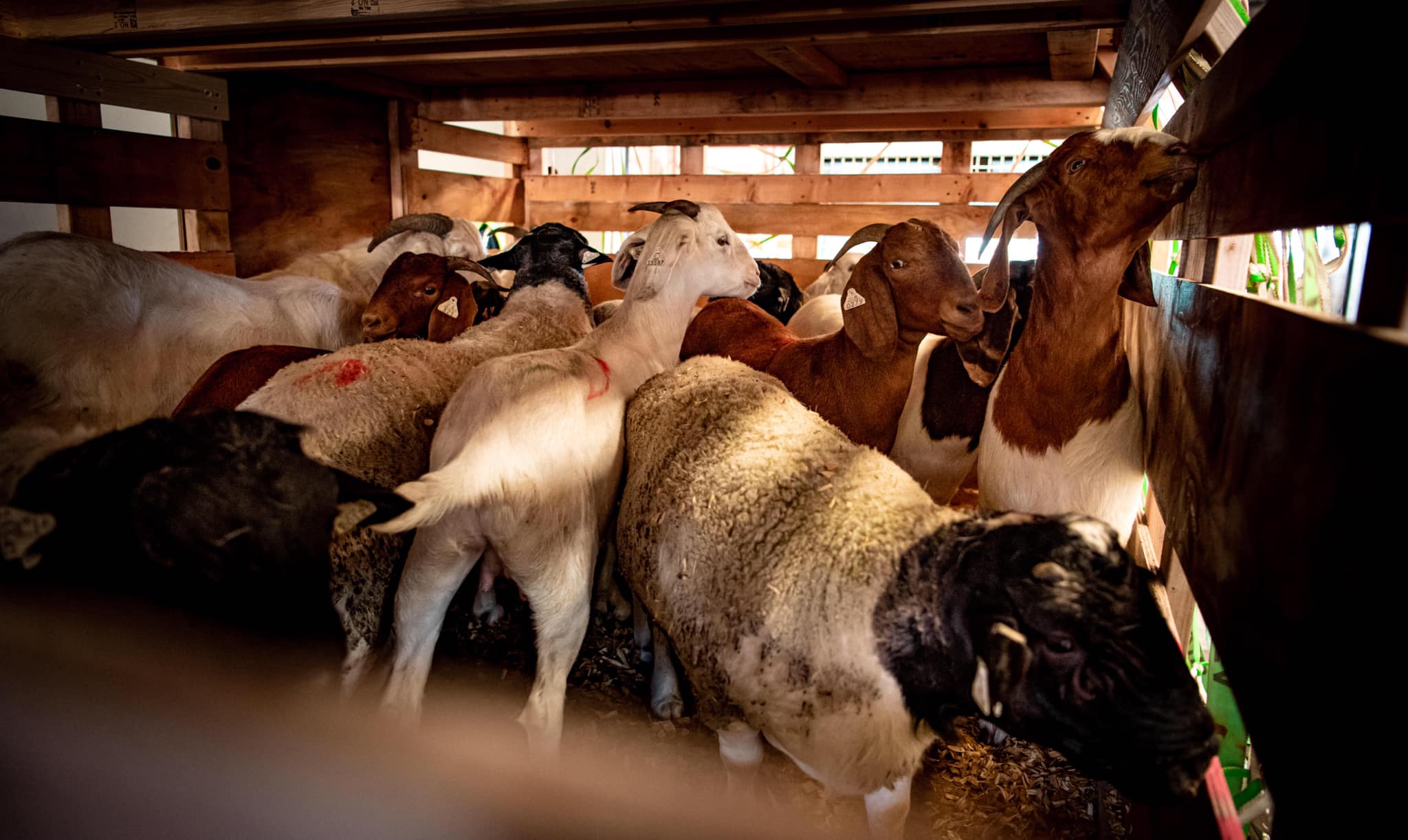 Livestock farmers: thieves steal between 60 to 80 of our goats weekly