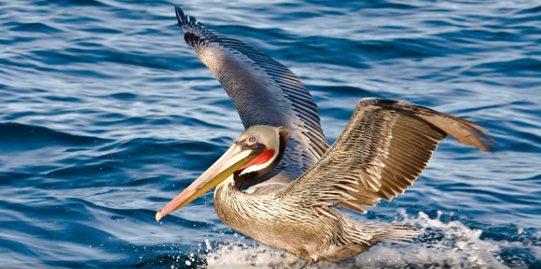 Bird flu detected in brown pelicans